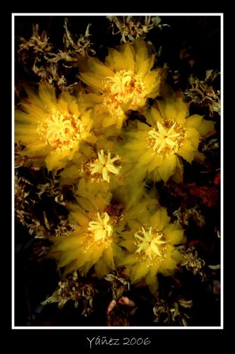 Fotografia de Yez - Galeria Fotografica: Natura viva e morta - Foto: ofrenda floral