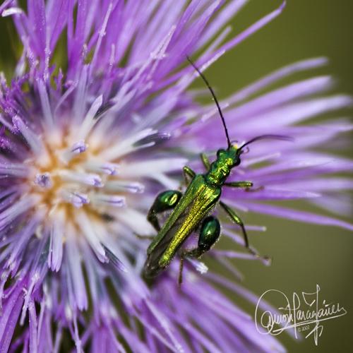 Fotografia de Yez - Galeria Fotografica: Natura viva e morta - Foto: Luciendo mi traje