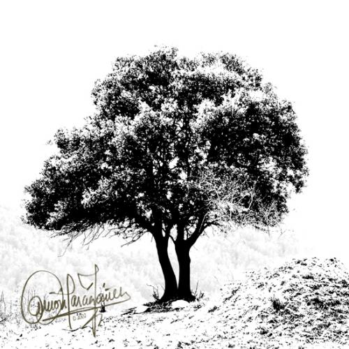 Fotografia de Yez - Galeria Fotografica: Natura viva e morta - Foto: El arbol de la vida