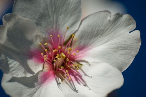 Fotografia de Alberto Ju�rez - Galeria Fotografica: Flora/Bot�nica - Foto: Seducci�n 3