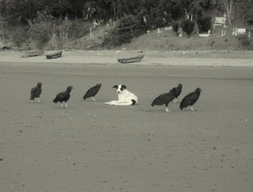 Fotografia de Juan Francisco Vazquez - Galeria Fotografica: Estero de Platano - Foto: un juego								