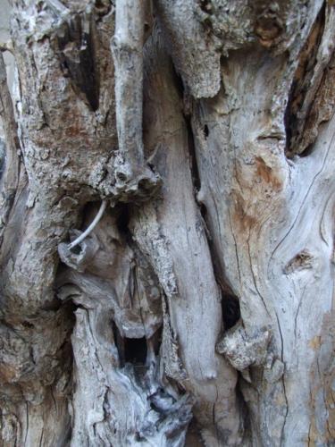 Fotografia de gordihno - Galeria Fotografica: de todo un poco - Foto: el tronco								