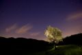 Fotos de Jordi Gallego -  Foto: Nocturnas - Arbol solitario. 