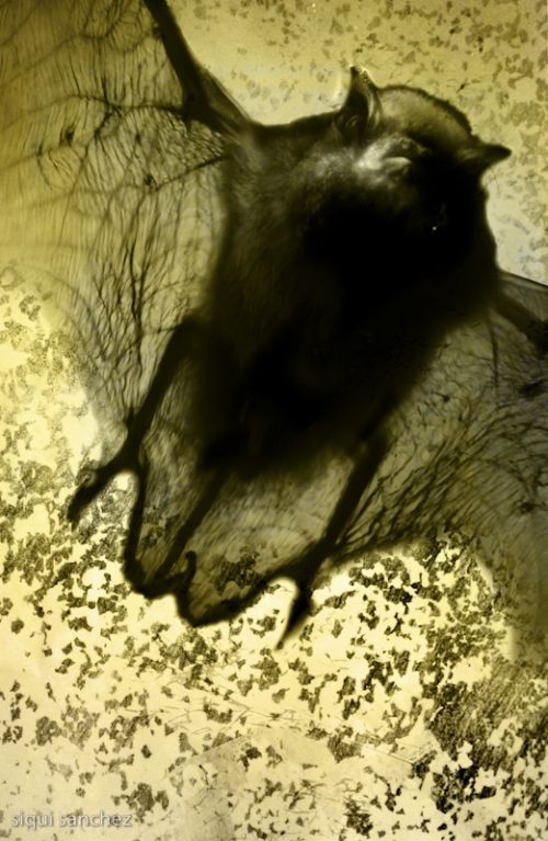 Fotografia de Siqui Sanchez Fotografia - Galeria Fotografica: Portadas - Foto: 