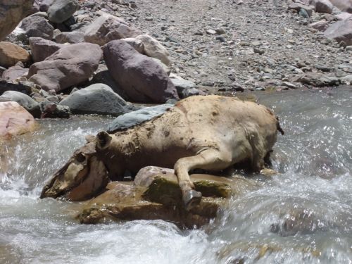 Fotografia de Curu Coseani - Galeria Fotografica: Camino a San Isidro - Foto: 