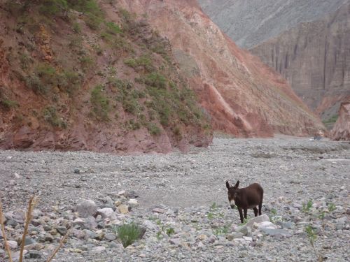 Fotografia de Curu Coseani - Galeria Fotografica: Camino a San Isidro - Foto: 