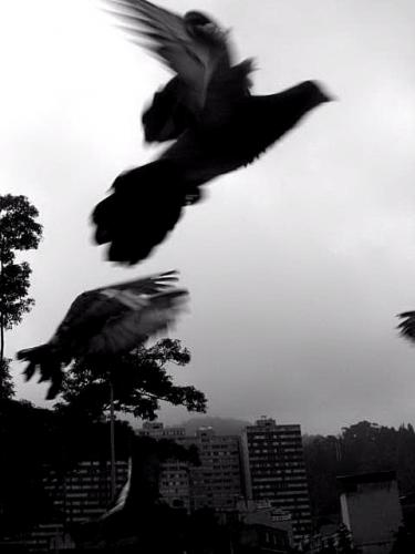 Fotografia de Diego Salazar - Galeria Fotografica: Experimentando - Foto: 