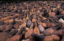 Fotografia de Fernando Medrano - Galeria Fotografica: Viajes - Foto: Rapas das bestas, Galicia