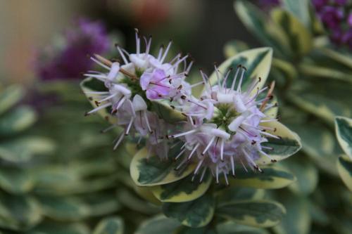 Fotografia de Lorena Molinero - Galeria Fotografica: Desde mi punto de vista - Foto: Las flores de mi jardin