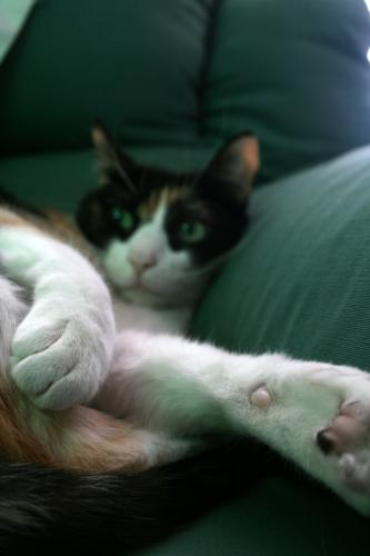 Fotografia de Lorena Molinero - Galeria Fotografica: Desde mi punto de vista - Foto: Descansar como un gatito