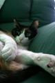 Fotos de Lorena Molinero -  Foto: Desde mi punto de vista - Descansar como un gatito