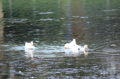 Fotografia de fanayag - Galeria Fotografica: Paseo por Guadacorte - Foto: 								