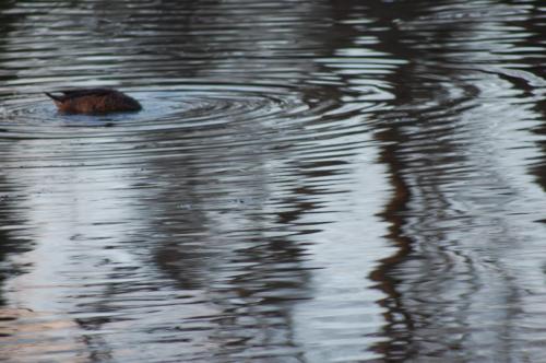 Fotografia de fanayag - Galeria Fotografica: Paseo por Guadacorte - Foto: 								