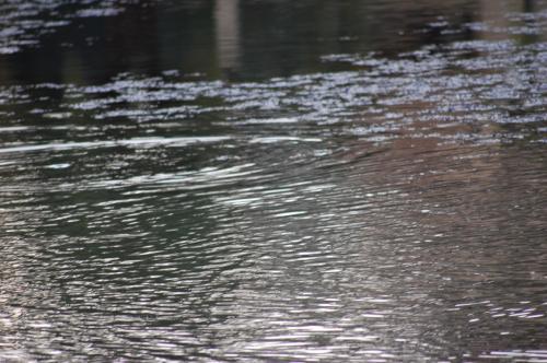 Fotografia de fanayag - Galeria Fotografica: Paseo por Guadacorte - Foto: 								