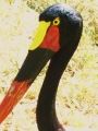 Fotos de Jordi Mateu -  Foto: JABIRU AFRICANO - Jabiru africano 1