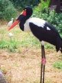 Fotos de Jordi Mateu -  Foto: JABIRU AFRICANO - Jabiru africano 2