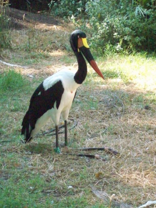 Fotografia de Jordi Mateu - Galeria Fotografica: JABIRU AFRICANO - Foto: Jabiru africano 6