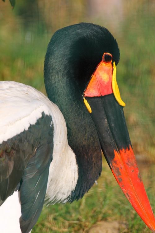 Fotografia de Jordi Mateu - Galeria Fotografica: JABIRU AFRICANO - Foto: Jabiru africano 3
