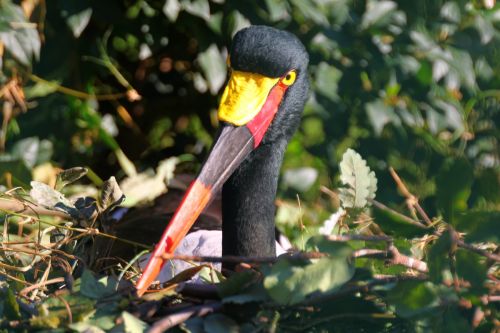 Fotografia de Jordi Mateu - Galeria Fotografica: JABIRU AFRICANO - Foto: Jabiru africano 5