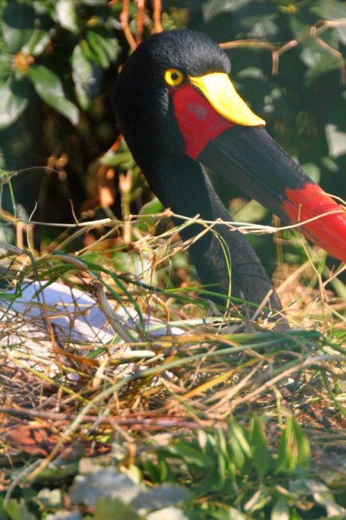 Fotografia de Jordi Mateu - Galeria Fotografica: JABIRU AFRICANO - Foto: Jabiru africano 7