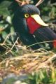 Fotos de Jordi Mateu -  Foto: JABIRU AFRICANO - Jabiru africano 4