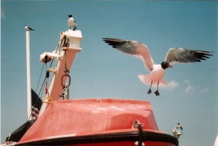 Fotografia de JUAN - Galeria Fotografica: naturaleza - Foto: GALVESTON