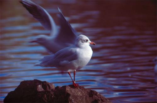 Fotografia de Juan Jos� Ramos - Galeria Fotografica: Mis Gaviotas - Foto: Gaviota cabecinegra (Cantabria)