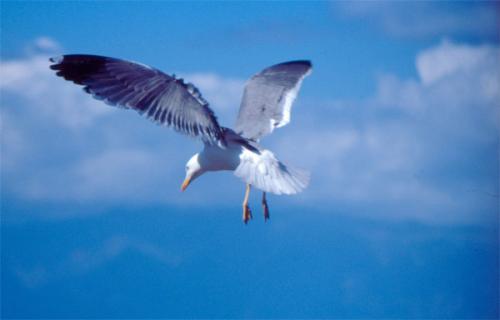 Fotografia de Juan Jos� Ramos - Galeria Fotografica: Mis Gaviotas - Foto: Gaviota patiamarilla (La Gomera)