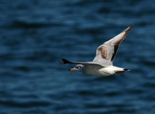 Fotografia de Juan Jos� Ramos - Galeria Fotografica: Mis Gaviotas - Foto: 