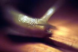 Fotografia de Fran Ferrer - Galeria Fotografica: Imgenes1 - Foto: 7