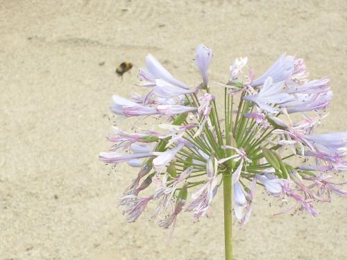 Fotografia de Katherine - Galeria Fotografica: Natural beauty - Foto: Pertenencia								
