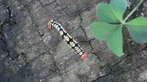 Fotografia de Ariela Cortes  - Galeria Fotografica: insectos - Foto: 