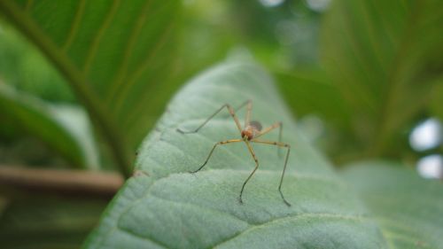 Fotografia de Ariela Cortes  - Galeria Fotografica: insectos - Foto: 