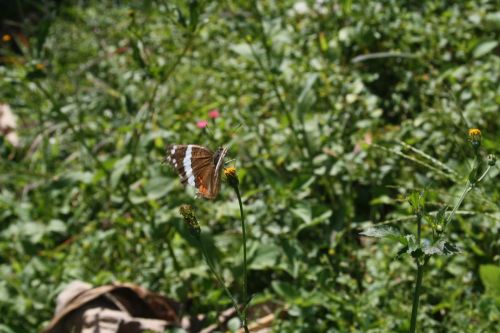 Fotografia de Ariela Cortes  - Galeria Fotografica: insectos - Foto: 