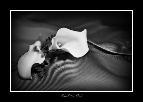 Fotografia de Pilar Camacho - Galeria Fotografica: BODAS - Foto: BODAS 1