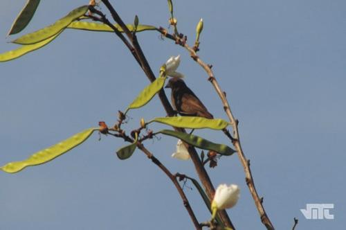 Fotografia de VMT - Galeria Fotografica: El Patio de Mam - Foto: Observando