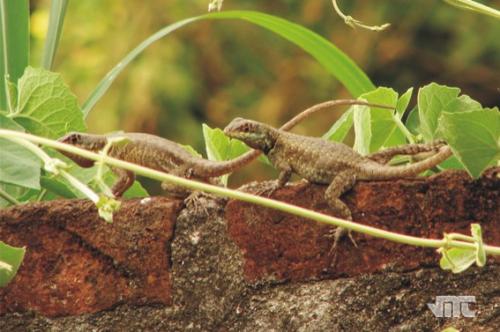 Fotografia de VMT - Galeria Fotografica: El Patio de Mam� - Foto: De paseo por el muro