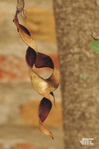 Fotografia de VMT - Galeria Fotografica: El Patio de Mam - Foto: Serpentinas Silvestres