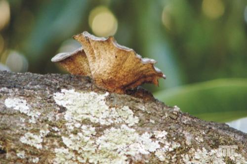 Fotografia de VMT - Galeria Fotografica: El Patio de Mam� - Foto: Hongo