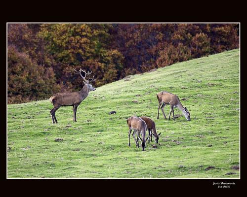 Fotografia de Jess - Galeria Fotografica: Berrea - Foto: Ciervo en berrea							