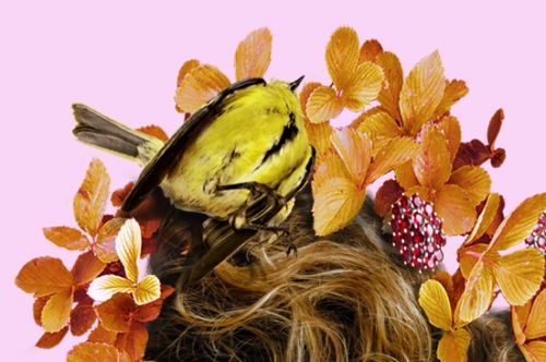 Fotografia de Ausn Sinz - Galeria Fotografica: 