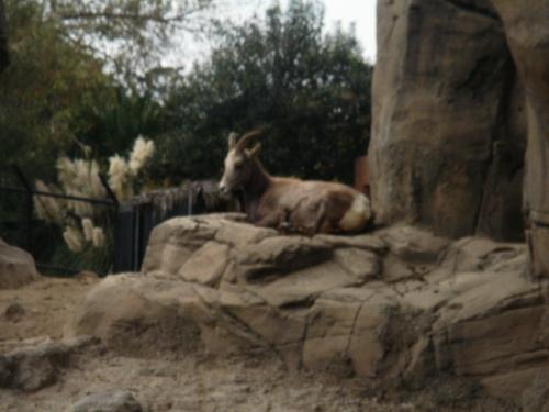 Fotografia de BLANQUIX - Galeria Fotografica: TRISTE CAUTIVERIO - Foto: Condenados sin delito