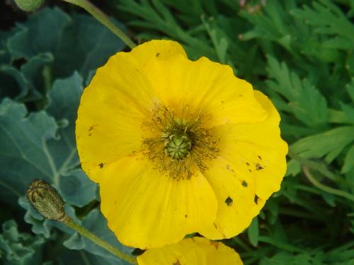 Fotografia de BLANQUIX - Galeria Fotografica: NUBES Y ALGO MAS - Foto: flores