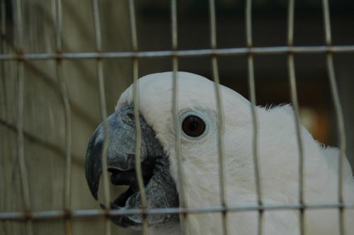 Fotografia de BLANQUIX - Galeria Fotografica: TRISTE CAUTIVERIO - Foto: ave cautiva