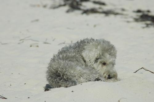Fotografia de BLANQUIX - Galeria Fotografica: TRISTE CAUTIVERIO - Foto: GOSANDO LA PLAYA