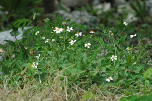 Fotografia de BLANQUIX - Galeria Fotografica: TRISTE CAUTIVERIO - Foto: PEQUEAS GRANDESAS DE LA VIDA