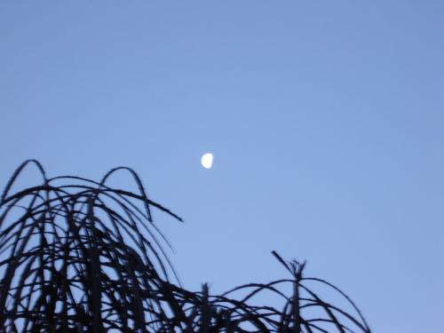 Fotografia de Diego - Galeria Fotografica: Aficionados - Foto: La luna