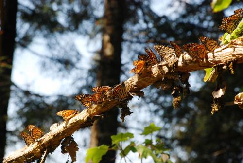 Fotografia de el faro - Galeria Fotografica: MONARCAS DE VALLE DE BRAVO - Foto: 								