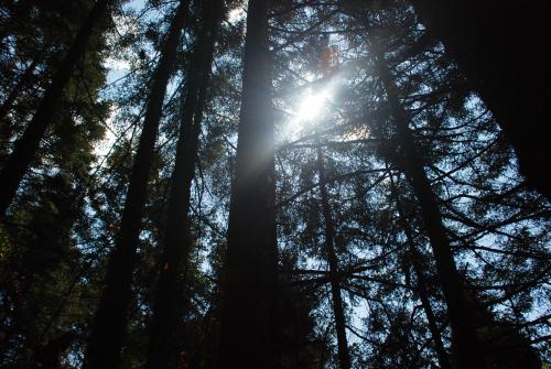 Fotografia de el faro - Galeria Fotografica: MONARCAS DE VALLE DE BRAVO - Foto: 	3							