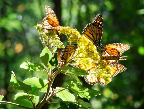 Fotografia de el faro - Galeria Fotografica: MONARCAS DE VALLE DE BRAVO - Foto: 								